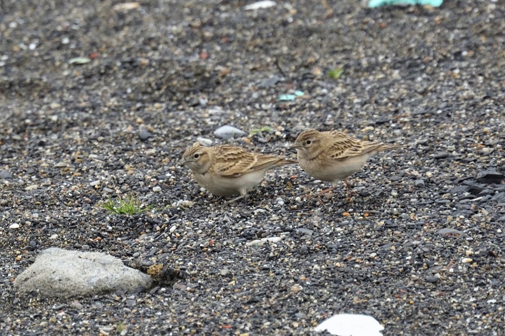 Lesser Short-toed Lark